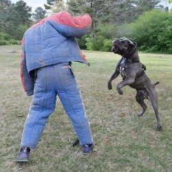 canecorsoegitim.jpg