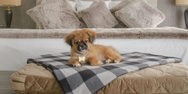 köpekoteli.jpg