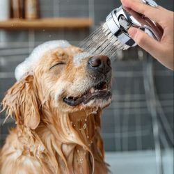 köpekpansiyonu.jpg