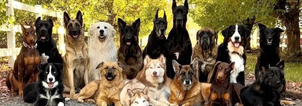 magicdogacademy.jpg