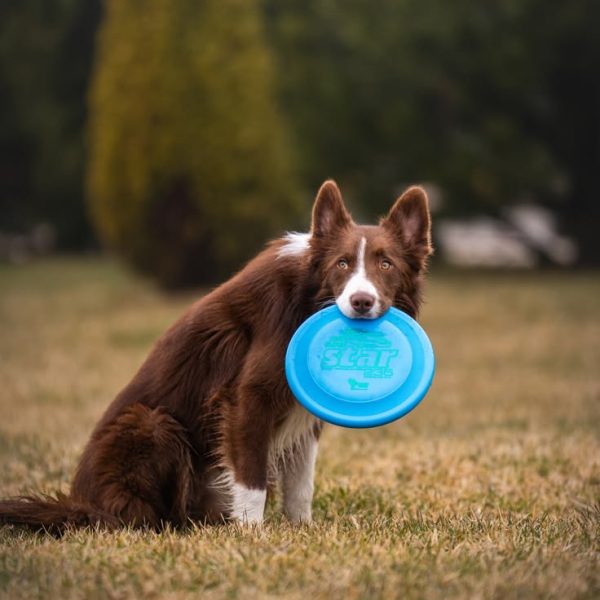 bordercollie.jpg
